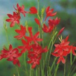 Schizostylis coccinea