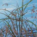 Cyperus longus