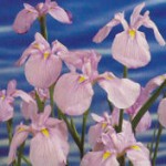 Iris kaempferi Darling