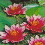 Nymphaea Attraction