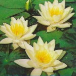 Nymphaea Marliacea Chromatella