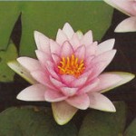 Nymphaea Rosennymphe