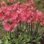 Primula rosea