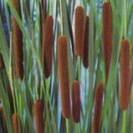 Typha angustifolia