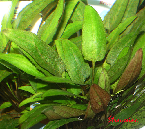 Cryptocoryne moehlmannii